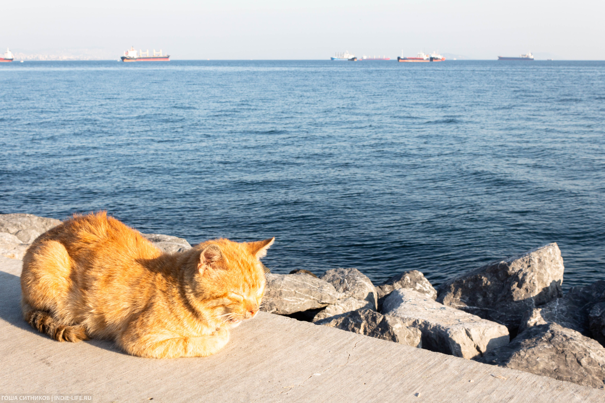 Istanbul cats (and dogs) - My, Istanbul, Turkey, Longpost, cat, Dog