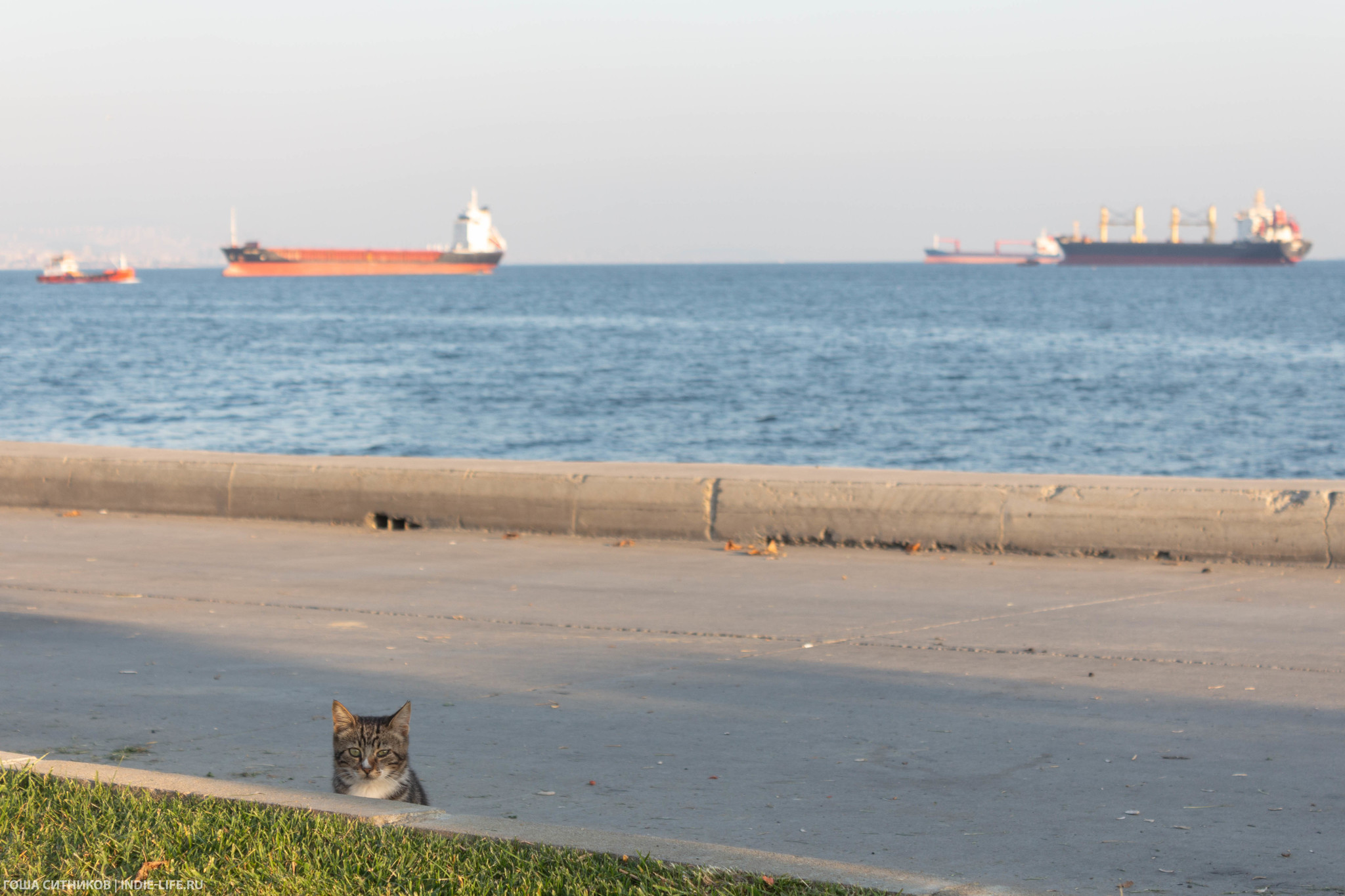 Istanbul cats (and dogs) - My, Istanbul, Turkey, Longpost, cat, Dog