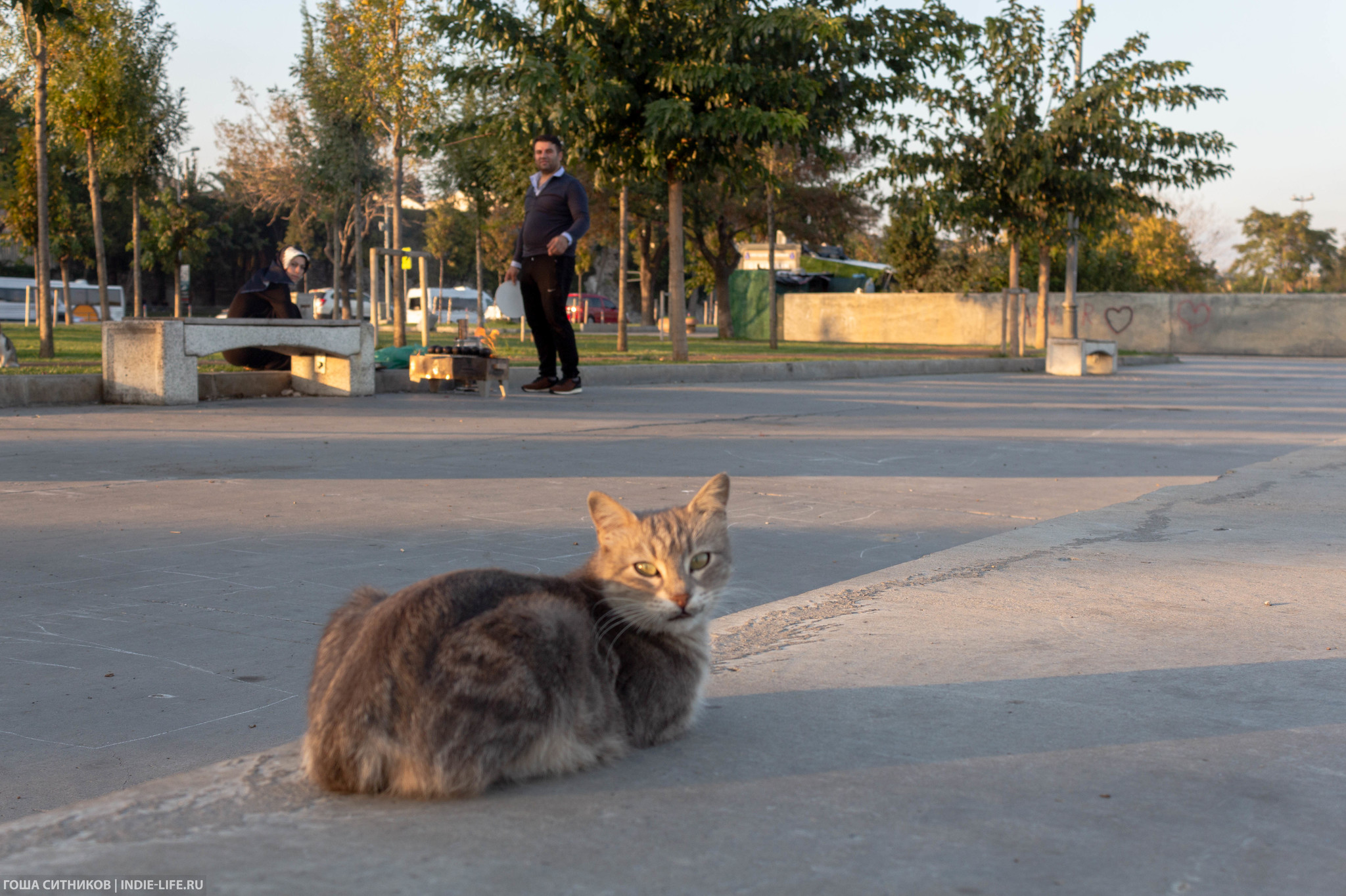 Istanbul cats (and dogs) - My, Istanbul, Turkey, Longpost, cat, Dog