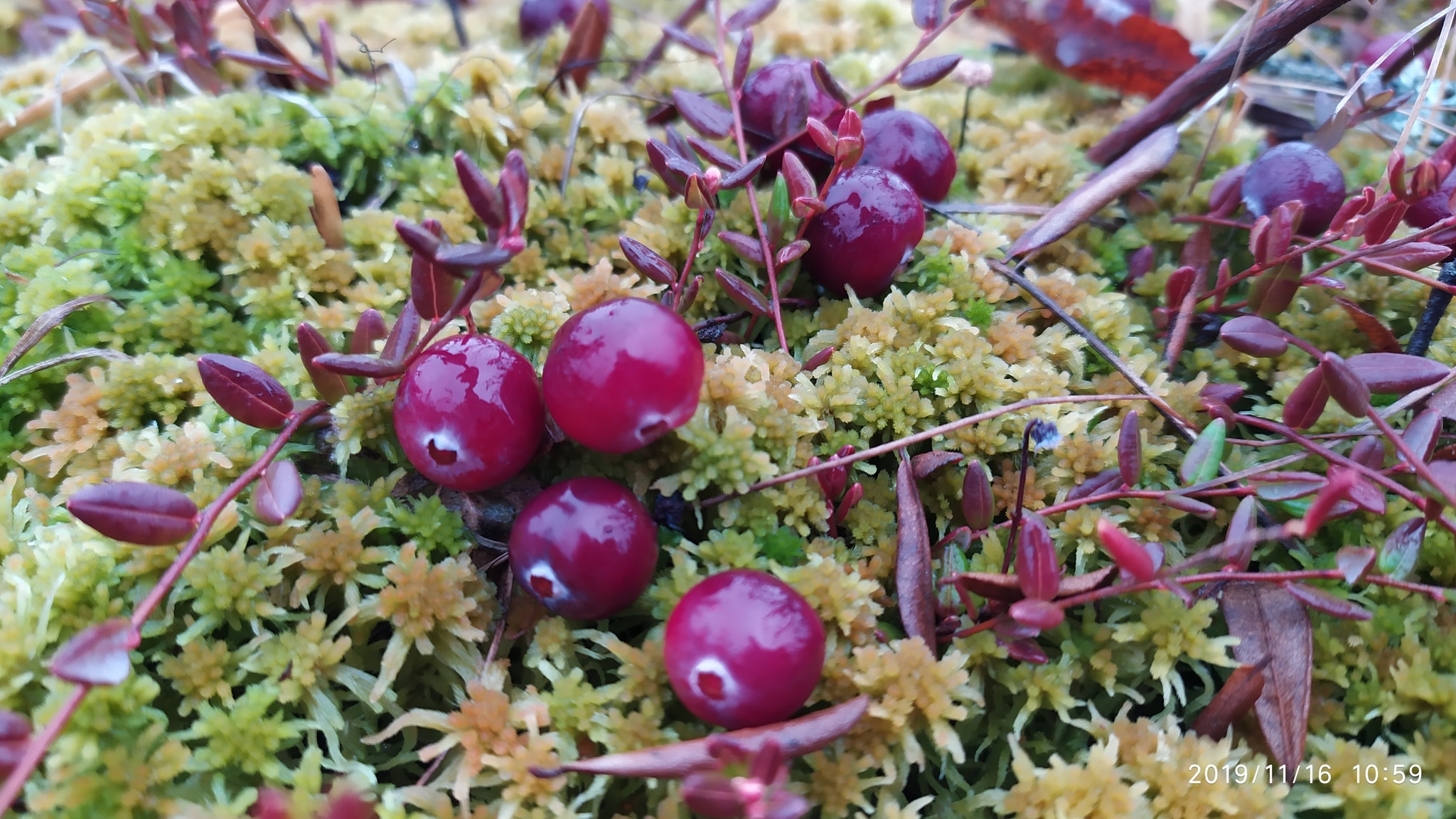 Juicy berry post)) - My, The photo, Nature, Berries, Cranberry, Swamp, Longpost