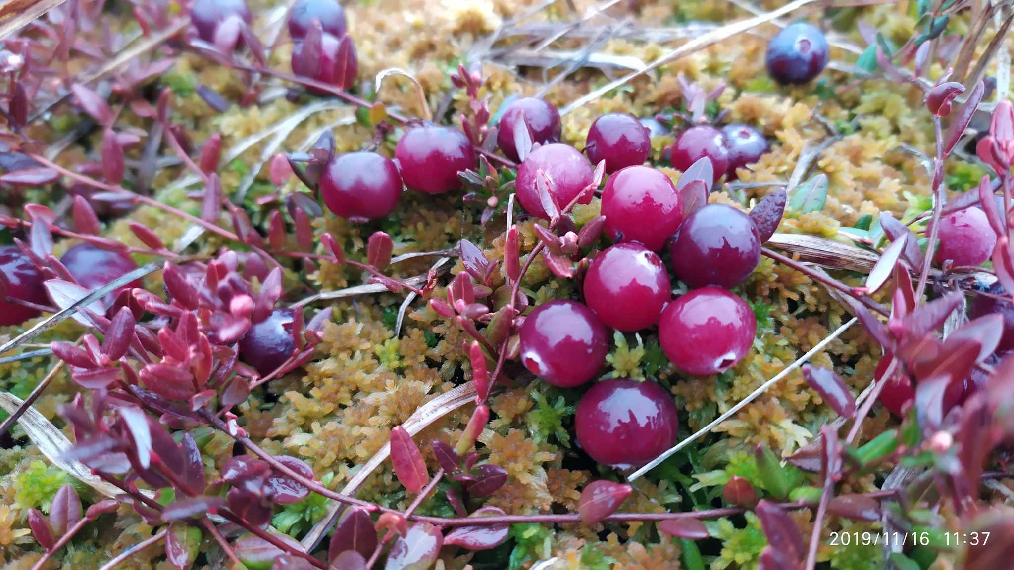 Juicy berry post)) - My, The photo, Nature, Berries, Cranberry, Swamp, Longpost