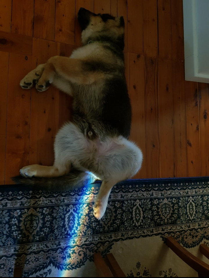 Rays of goodness - My, Pets, German Shepherd, Dream, The photo, Beams, Dog