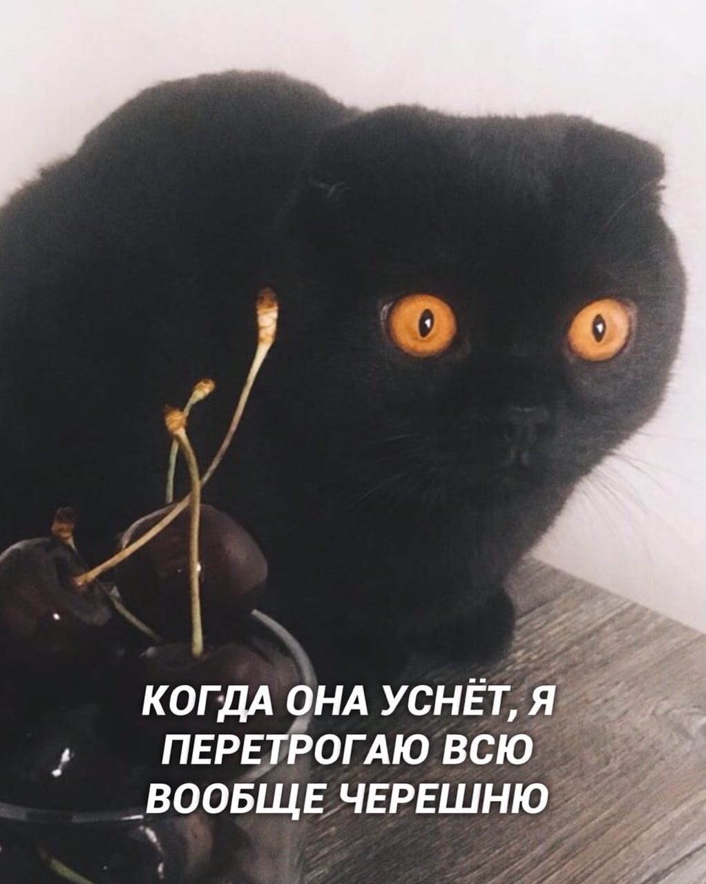 Мысли кота - Кот, Котомафия, Милота, Длиннопост