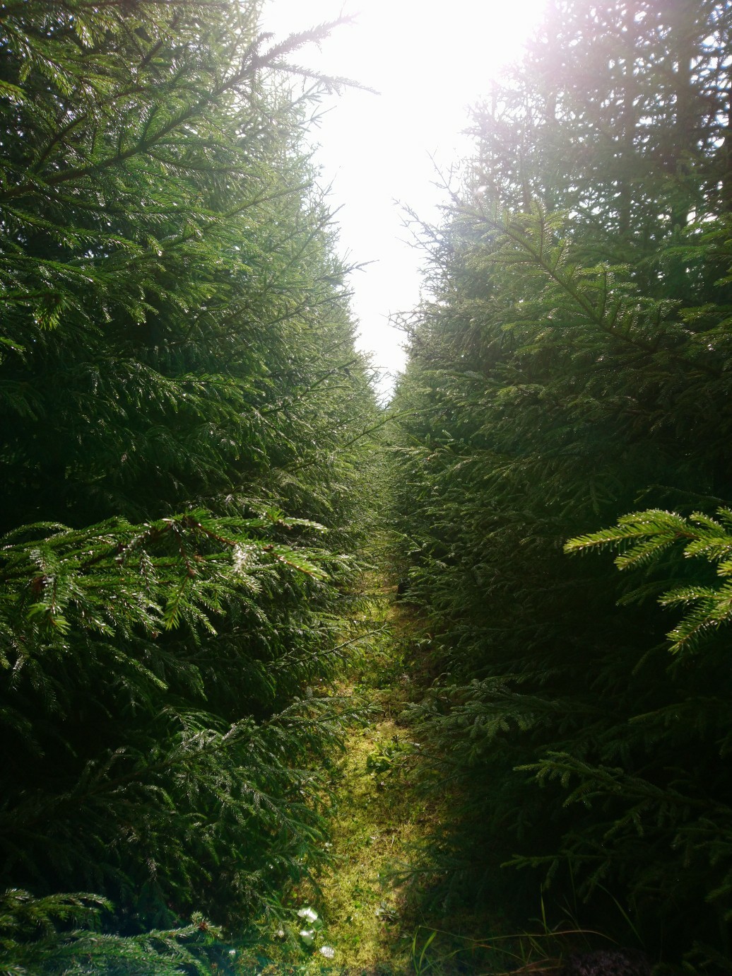 A little greenery - My, Beginning photographer, Nature, Longpost