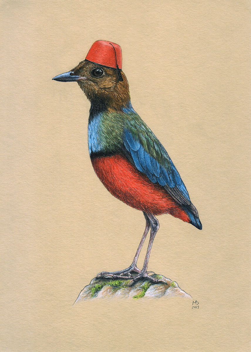 Red-bellied pitta - My, Drawing, Pastel, Birds in hats, FEZ, Art, Animalistics, Birds