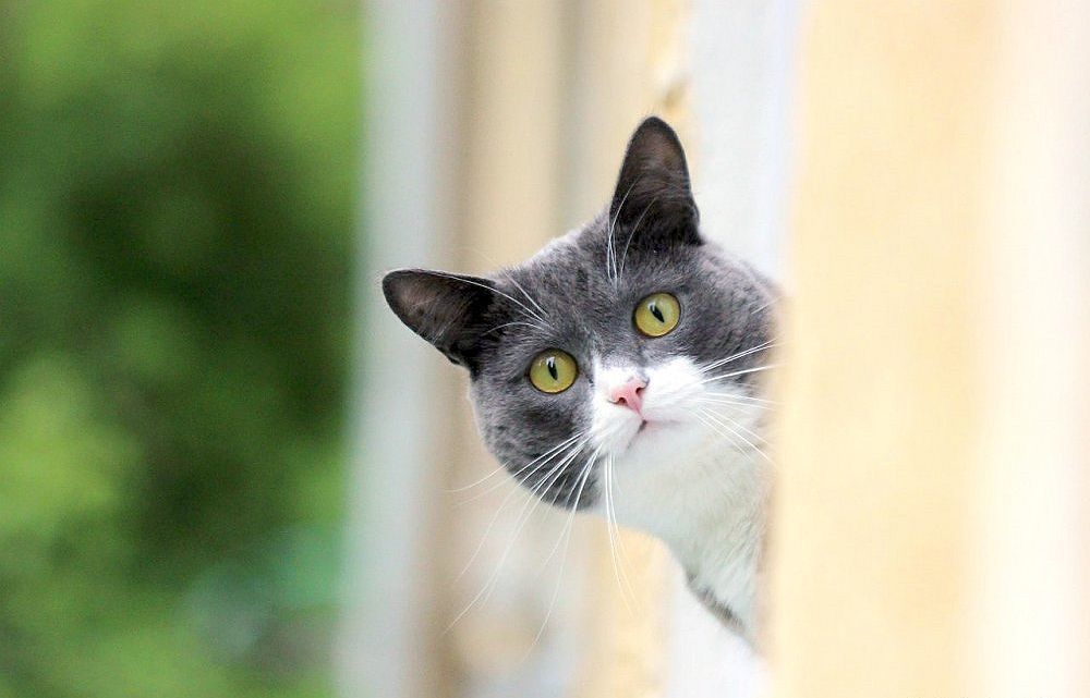 Зачем кошка смотрит в угол, где ничего нет? | Пикабу