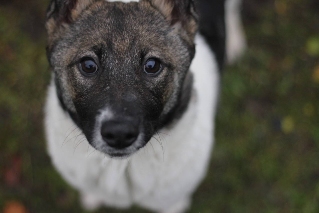 Affectionate cunning Darling - Saint Petersburg, Leningrad region, Longpost, No rating, In good hands, Dog