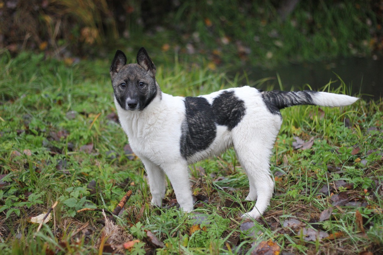 Affectionate cunning Darling - Saint Petersburg, Leningrad region, Longpost, No rating, In good hands, Dog