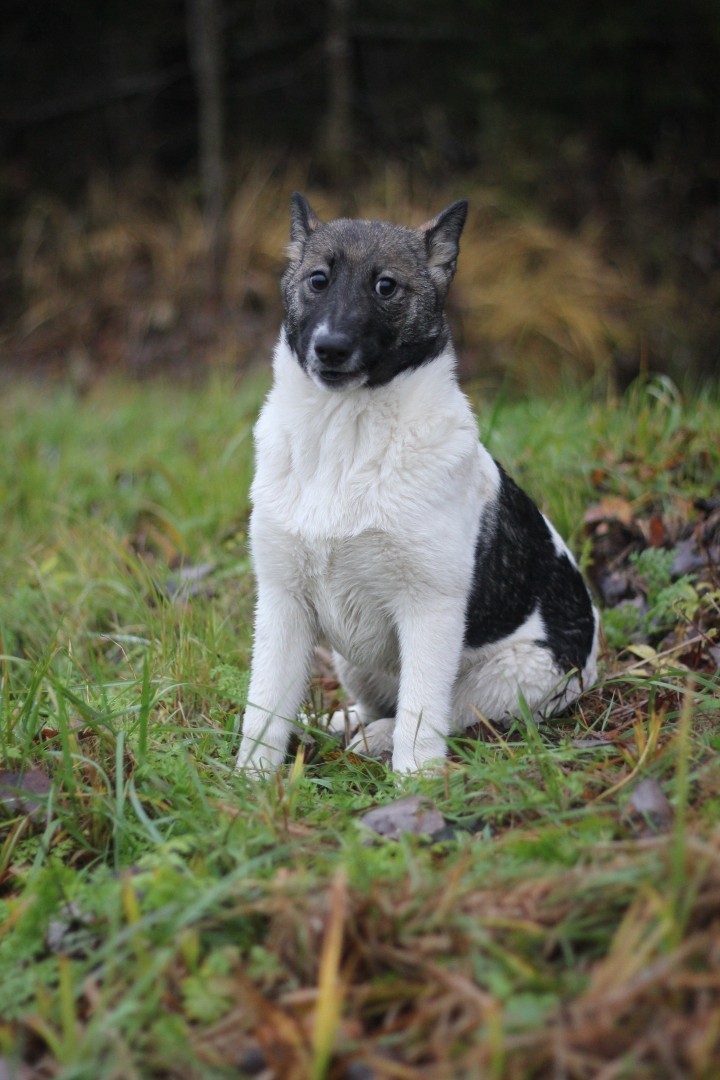 Affectionate cunning Darling - Saint Petersburg, Leningrad region, Longpost, No rating, In good hands, Dog