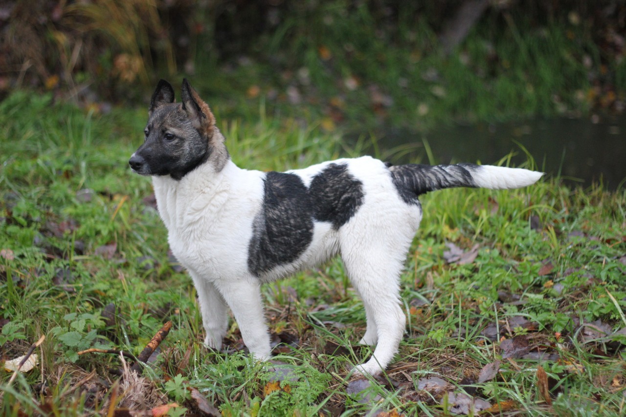 Affectionate cunning Darling - Saint Petersburg, Leningrad region, Longpost, No rating, In good hands, Dog