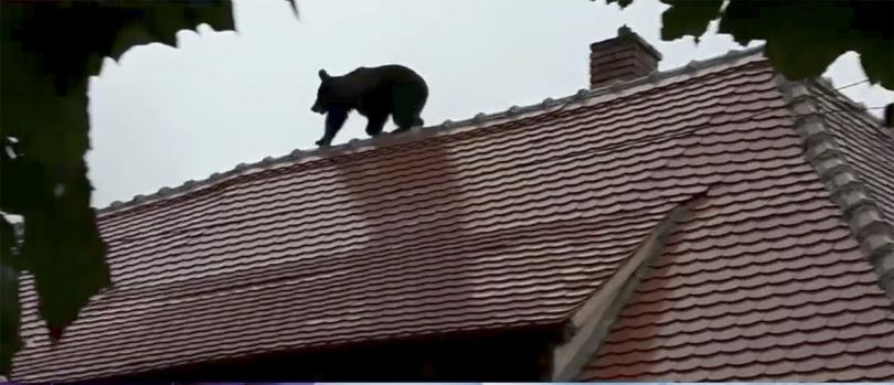 Bears have multiplied in Romania and are attacking people - The Bears, Romania, Population, Problem, Interesting, Attack, People, Negative, Video, Longpost