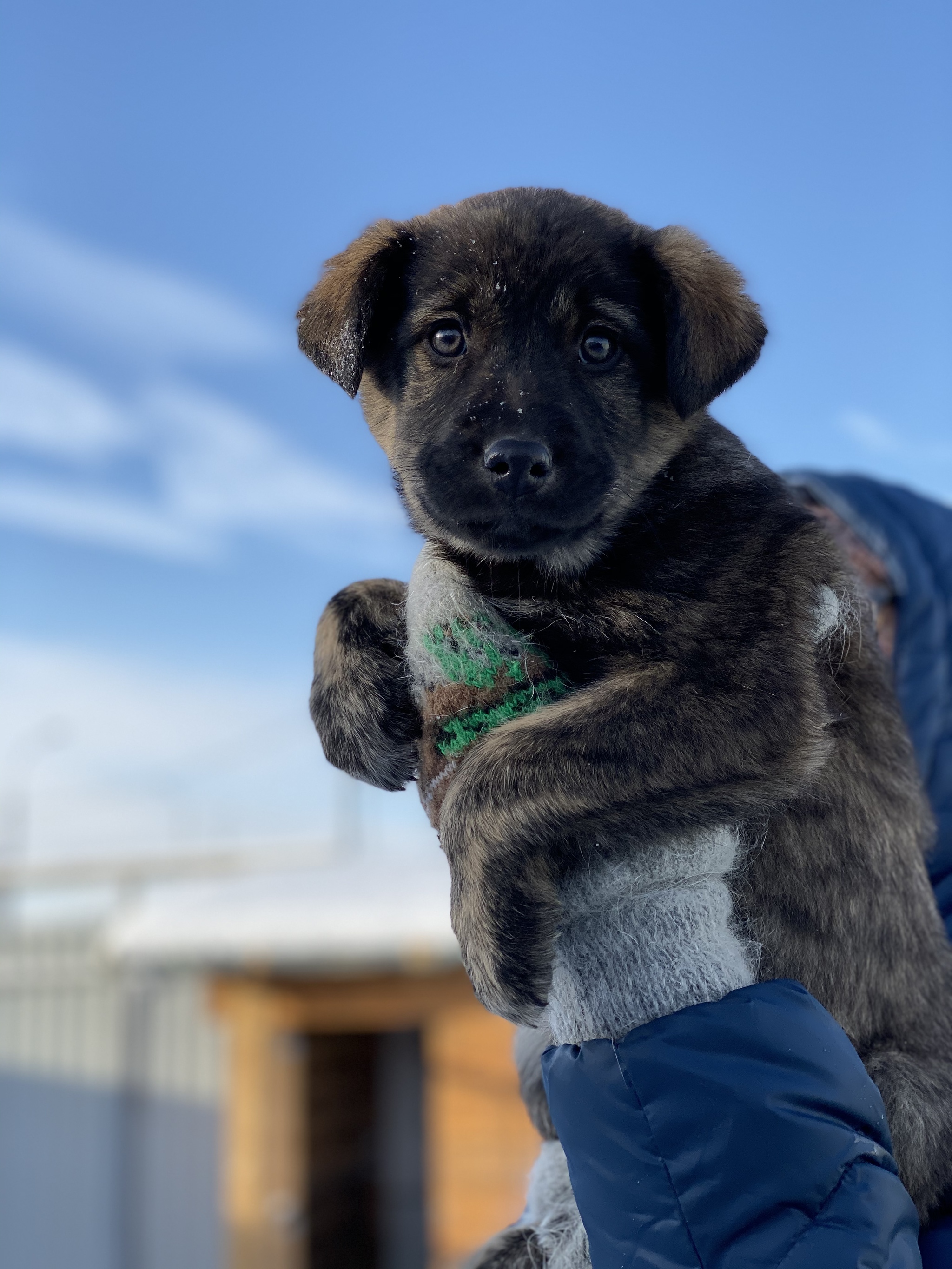 Dacha find - My, No rating, Puppies, In good hands, Dog, Novosibirsk, Longpost