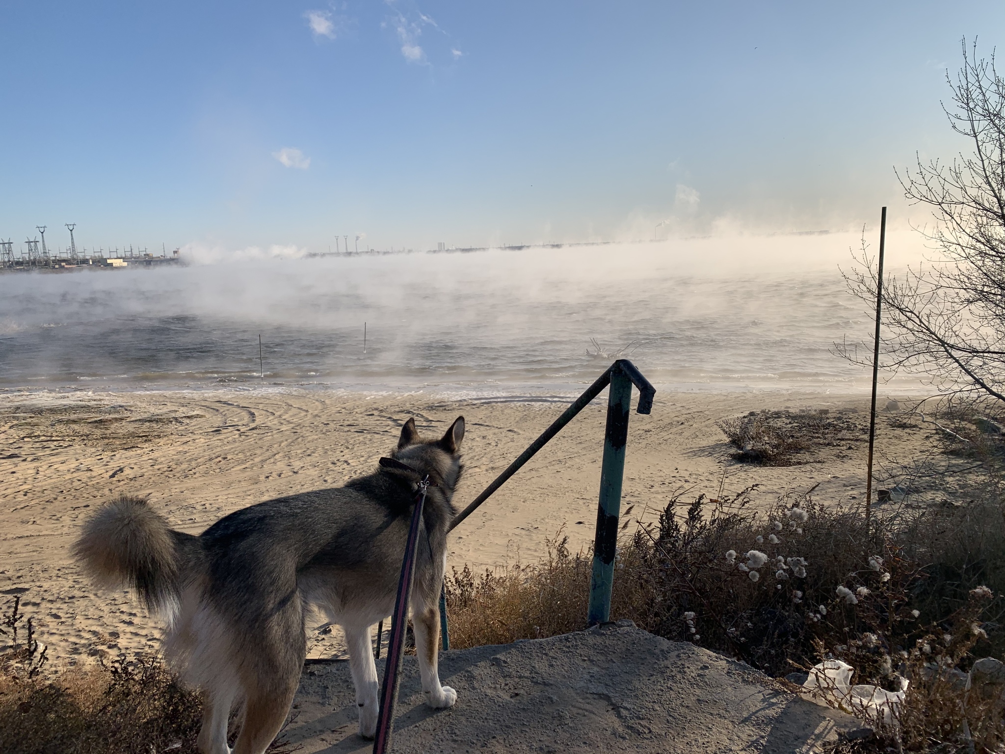 When the weather suggests it's time to put on your underpants. - My, Dog, Volgograd, freezing, Longpost