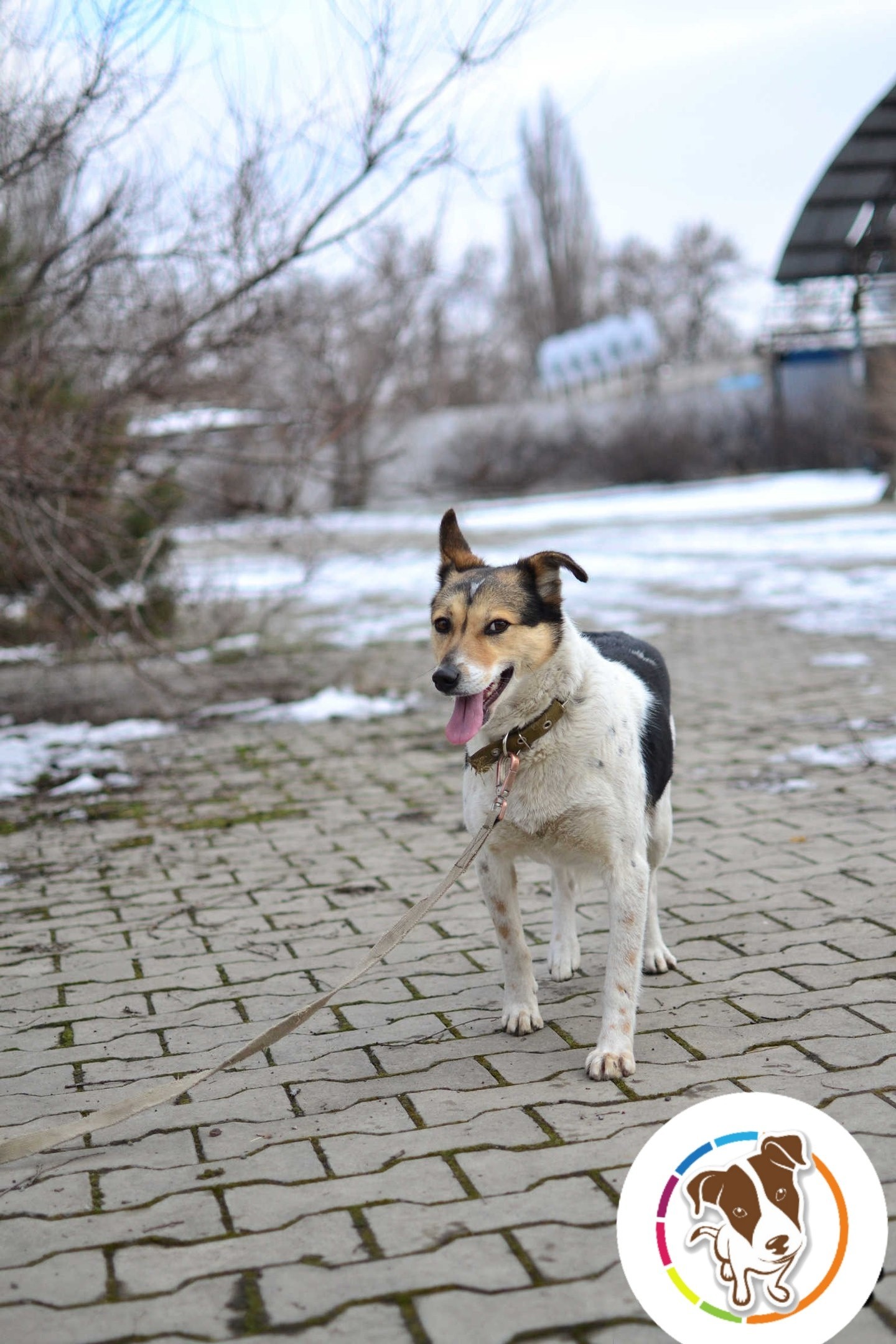 The owner left three dogs on a chain to guard the destroyed house - Dog, Longpost, Pets, The rescue, Shelter, Real life story, Animal Rescue, Kindness