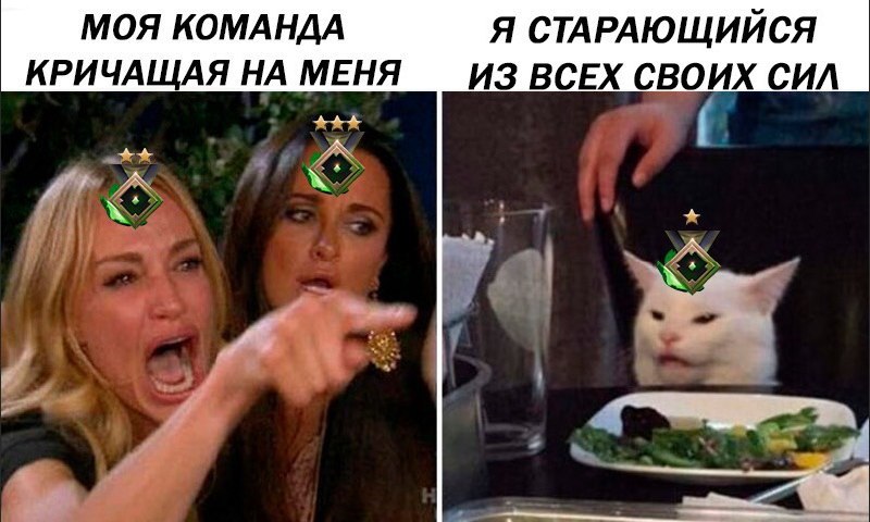 Meme collection: cat with salad - Memes, Humor, Picture with text, cat, Longpost, Two women yell at the cat, A selection