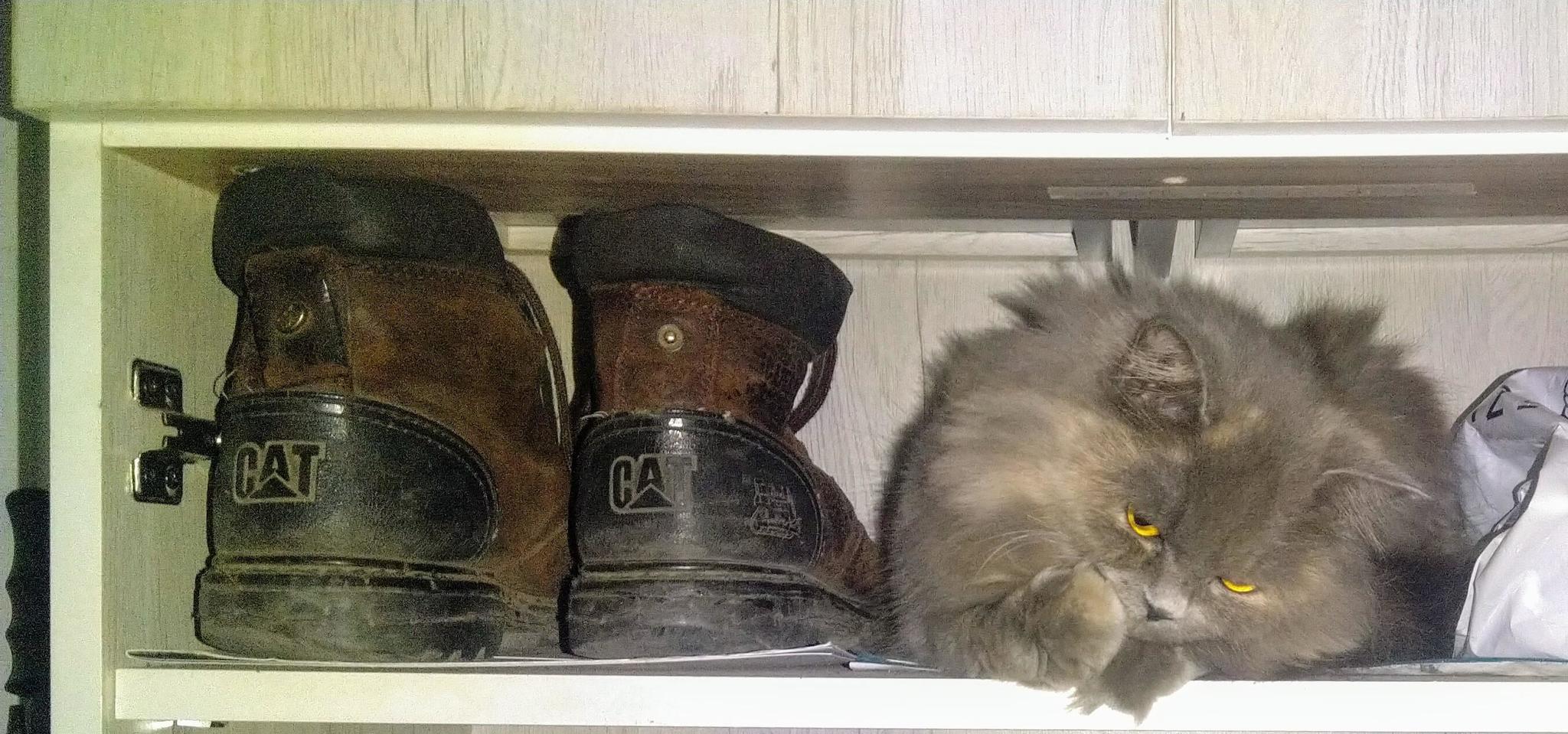 Three cats. - cat, Boots