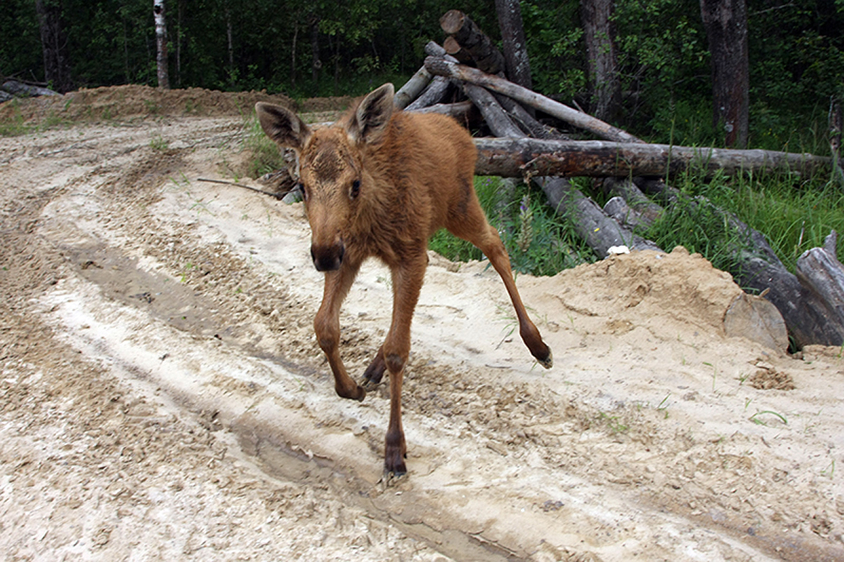 Guests from the forest or how the elk Lucy lived in our village for two years - My, Elk, Wild animals, Village, Longpost