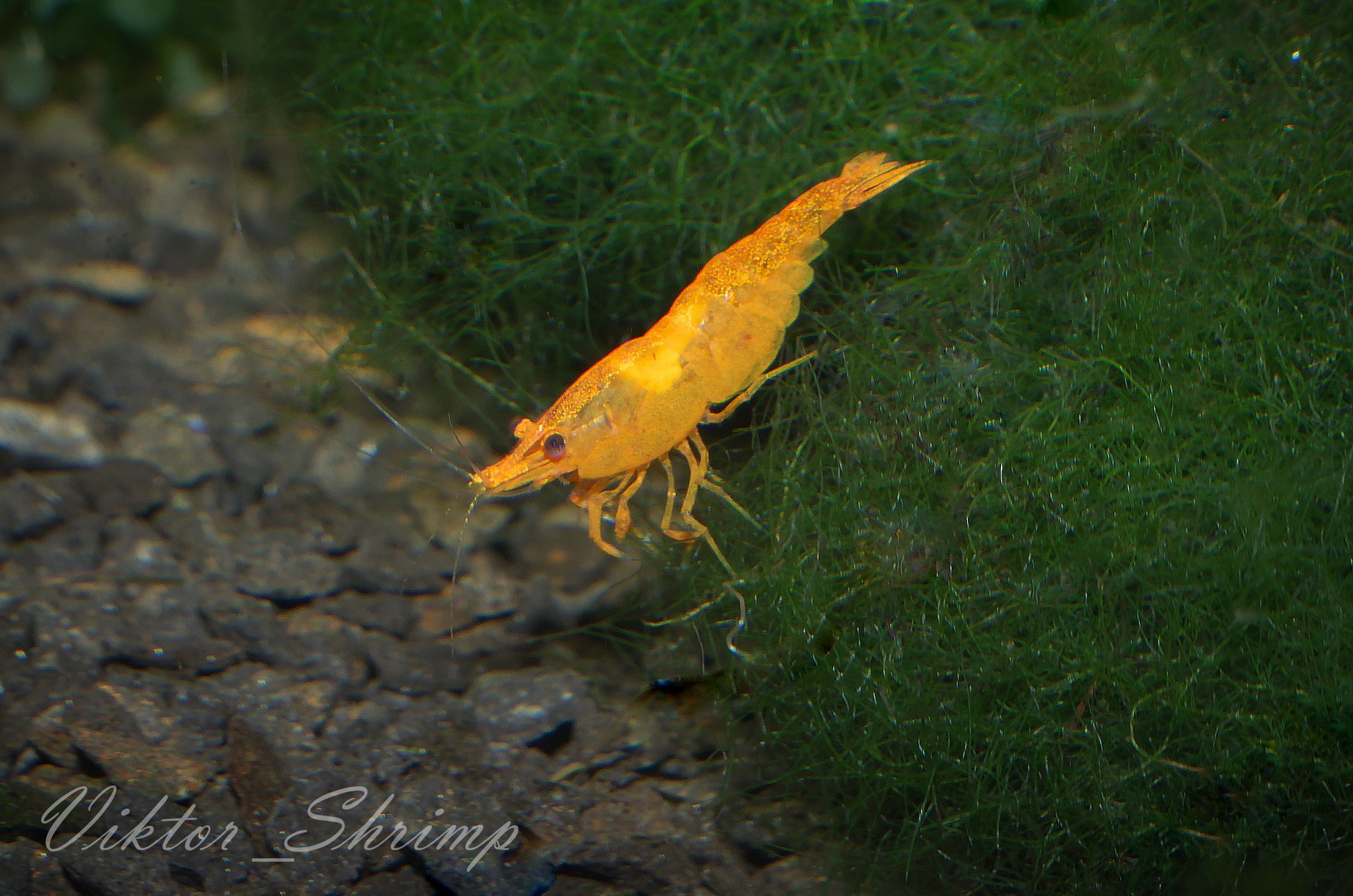 My aquarium inhabitants. - My, Aquarium, Aquarium shrimp, Neocaridina