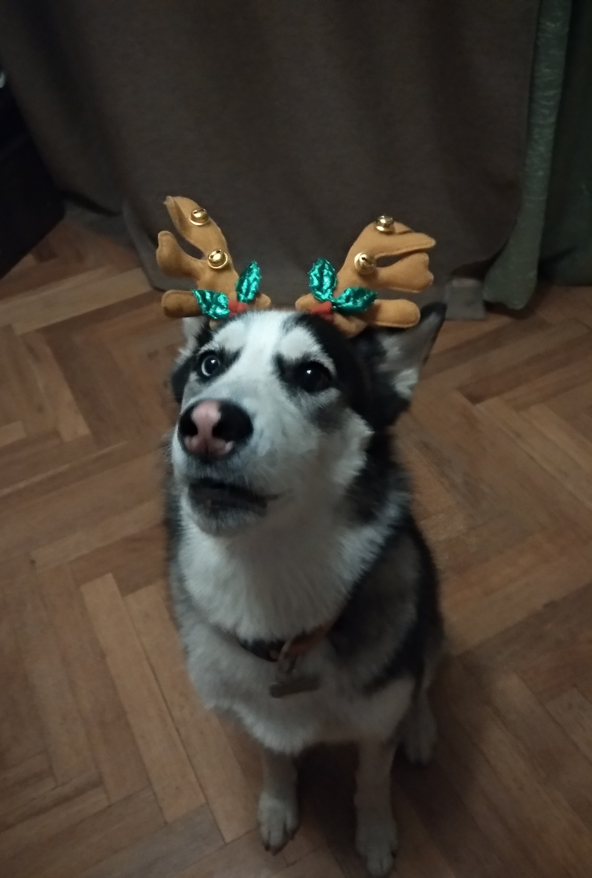 Ready for the New Year! - My, Dog, Siberian Husky, New Year's miracle, Animals, Horns