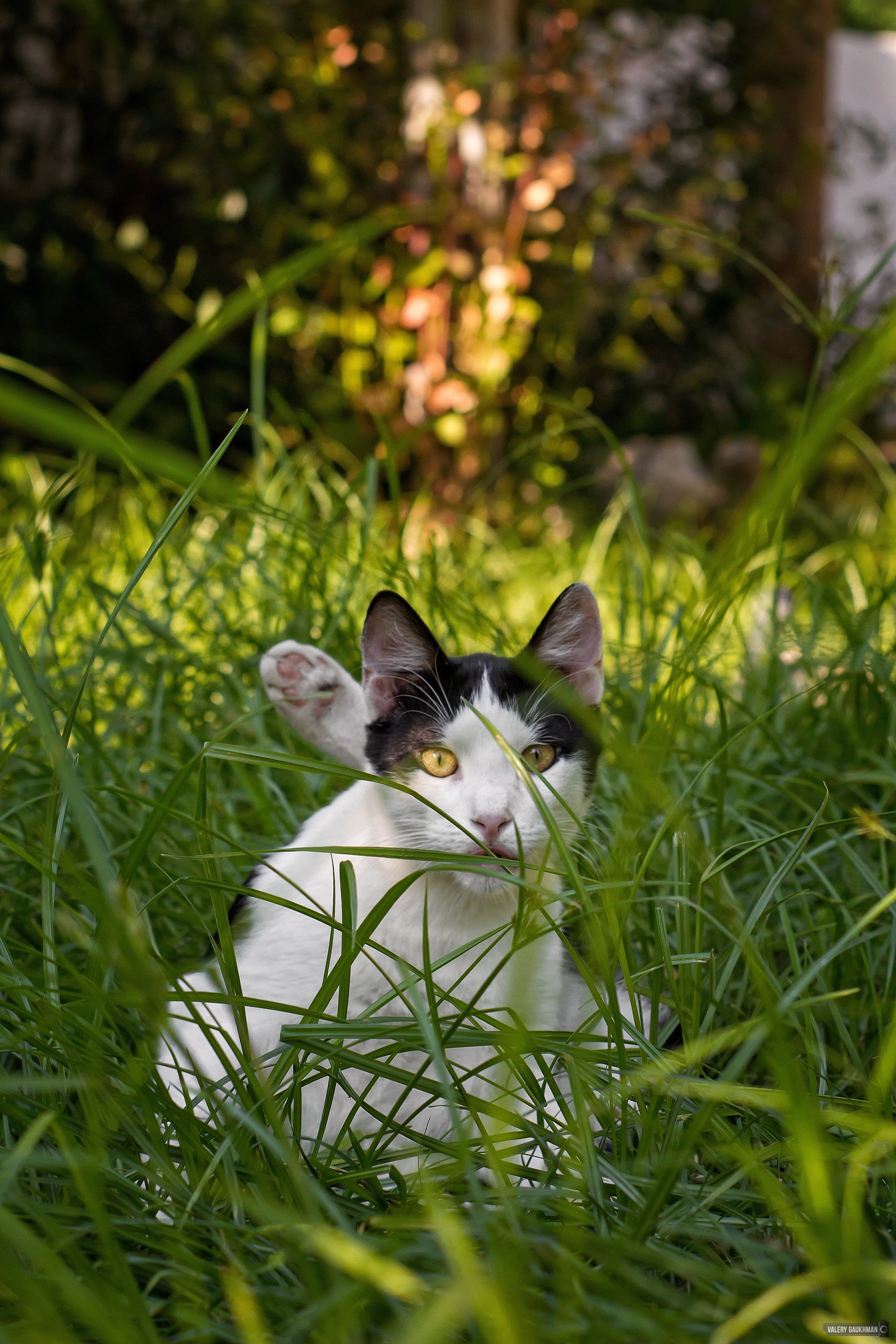 Hoba! You've been noticed - My, Canon 650d, The photo, Animals, cat, Longpost