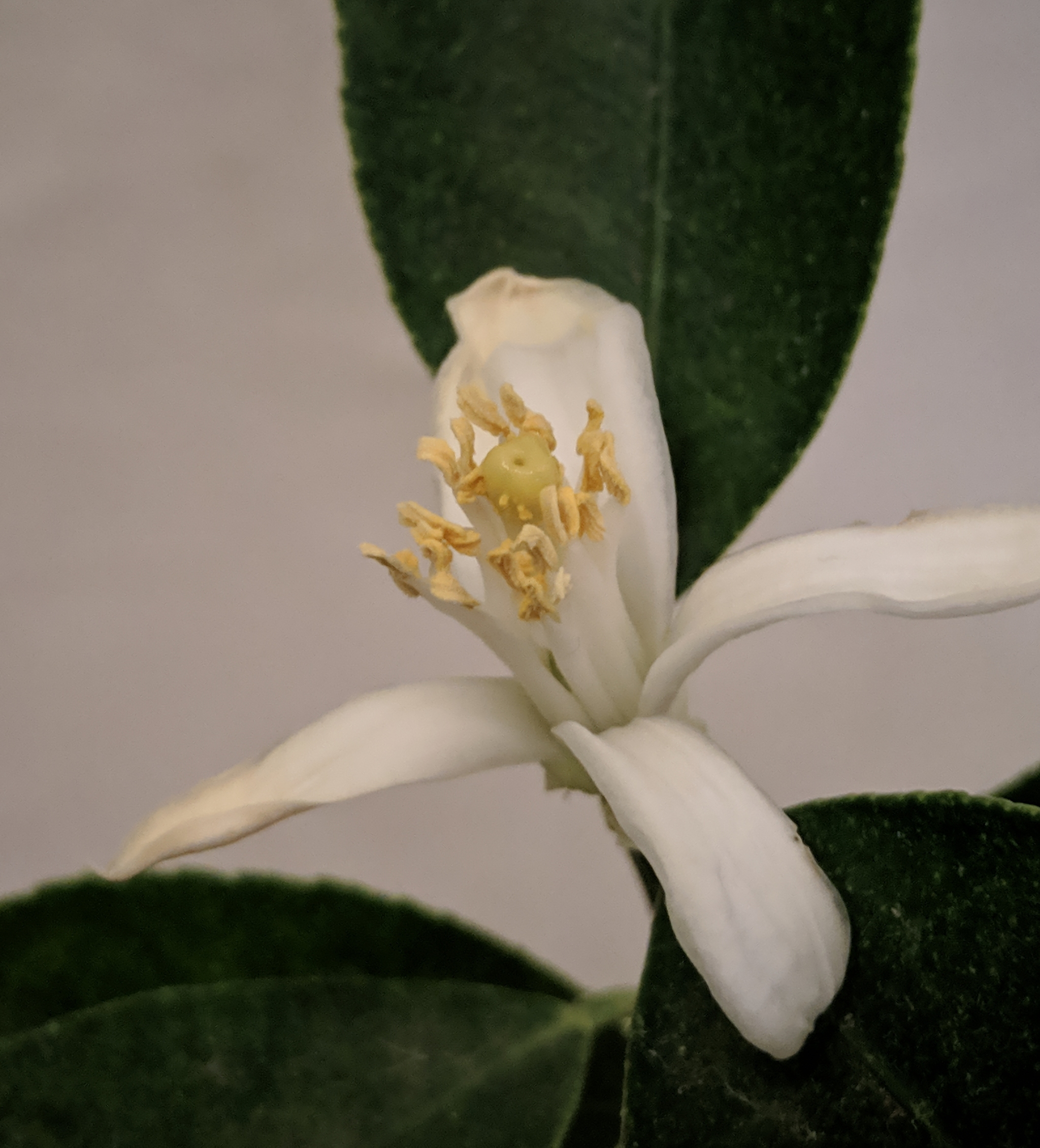 Bloomed - My, Citrus, Lemon, Plant growing, Houseplants, Longpost