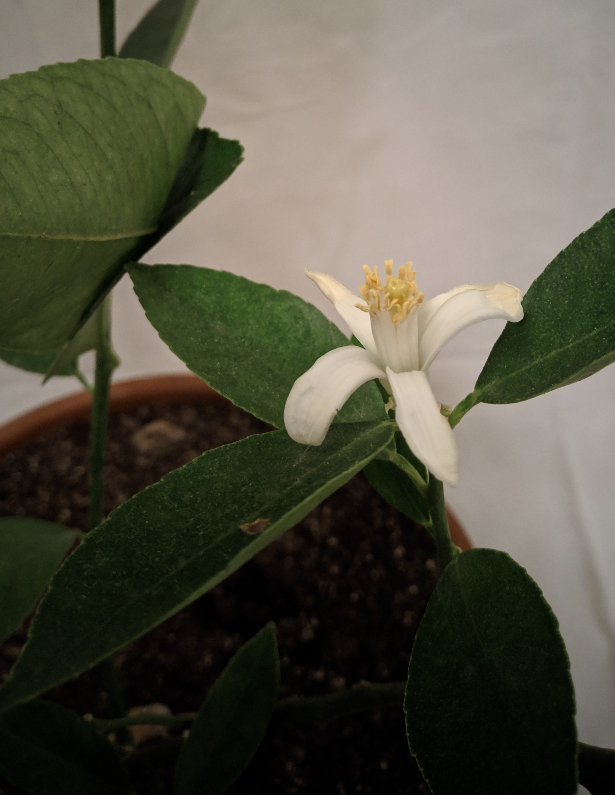 Bloomed - My, Citrus, Lemon, Plant growing, Houseplants, Longpost