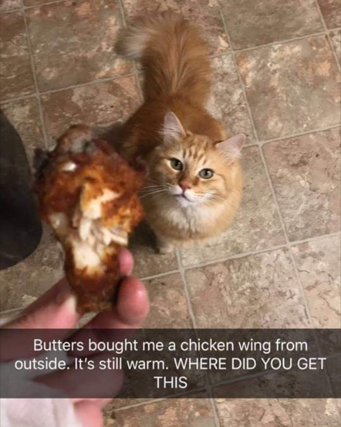 Probably fried it - cat, Catomafia