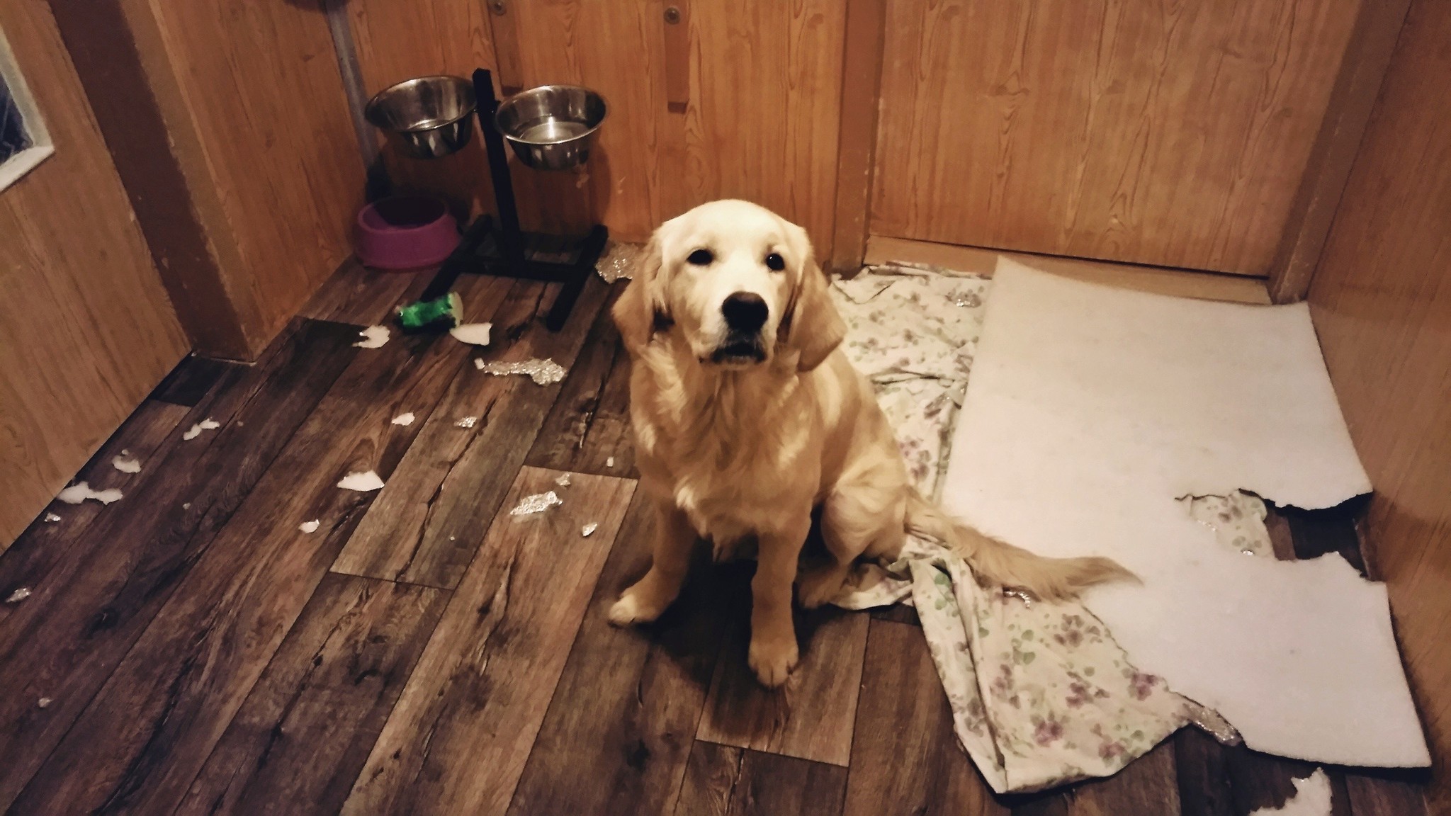 Sorry... - My, Dog, Golden retriever