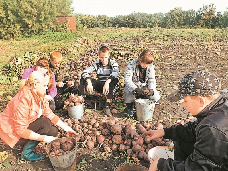 School lunch for 10 rubles, free repairs and Labor Day - My, School, Сельское хозяйство, Teachers and children, Garden, Occupational therapy, Agricultural work, Upbringing, Parenting, Longpost