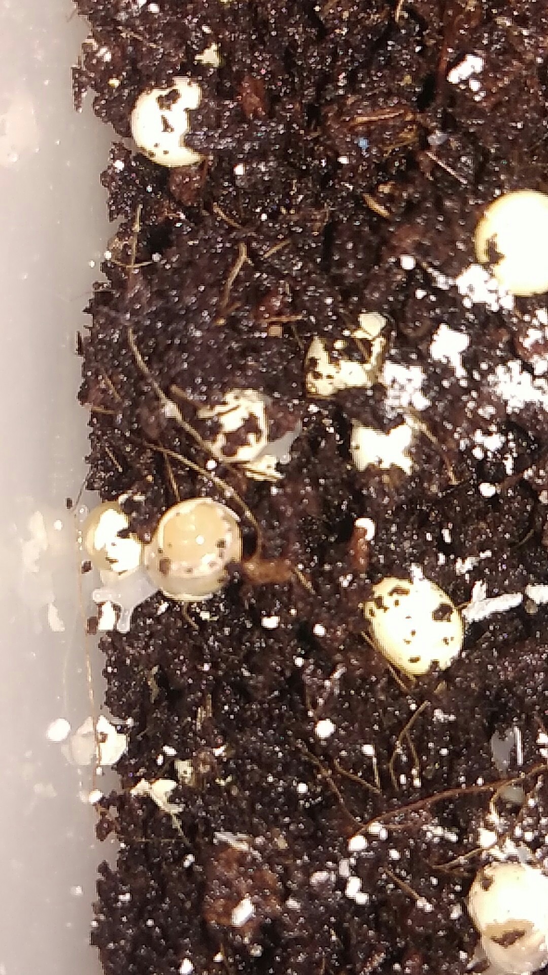 Post about eggs! - My, Fulika, Care and maintenance, Snail, Clam, Milota, Longpost