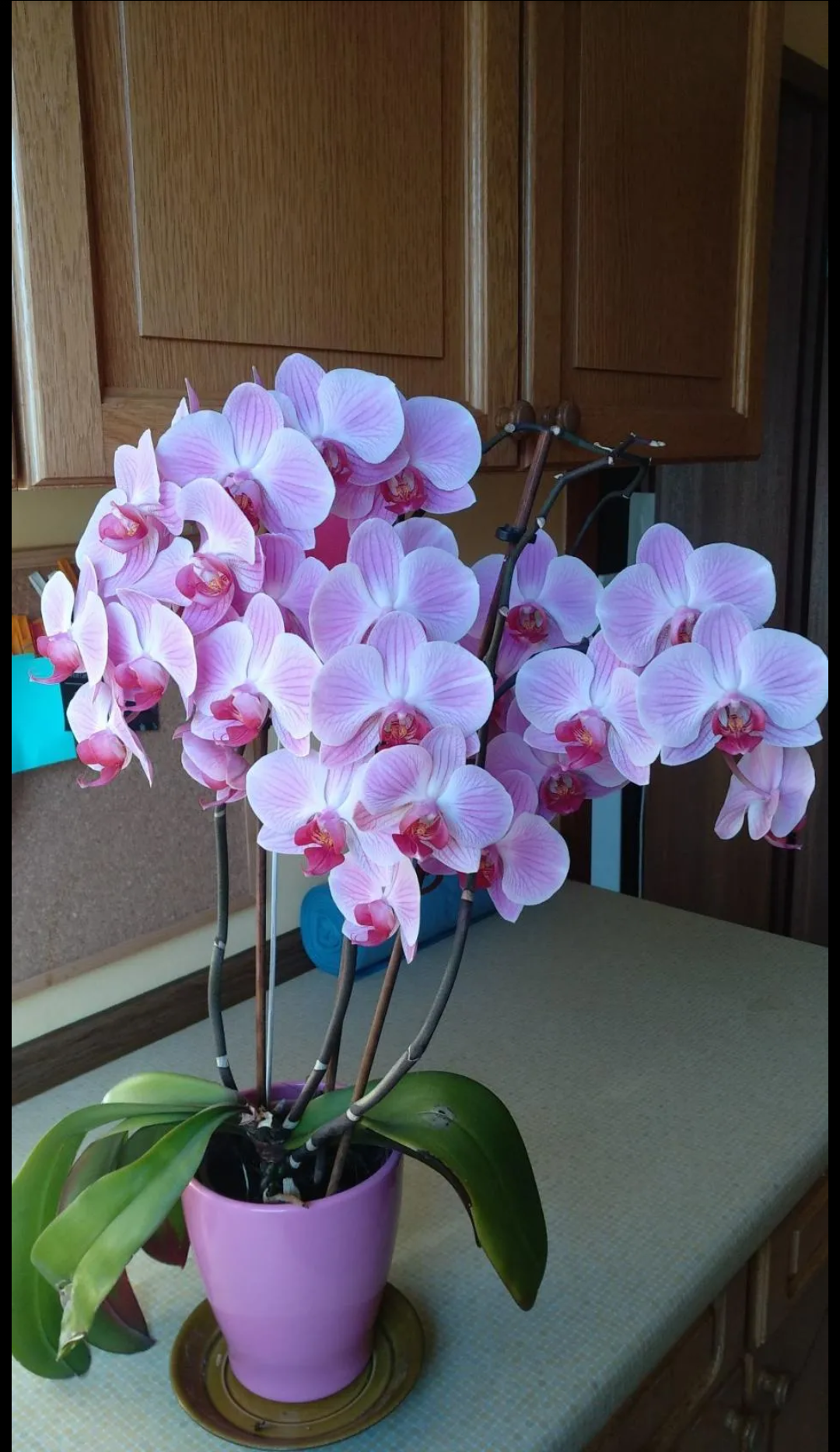 My flowers.... - Plants, Orchids, Dracaena, Longpost