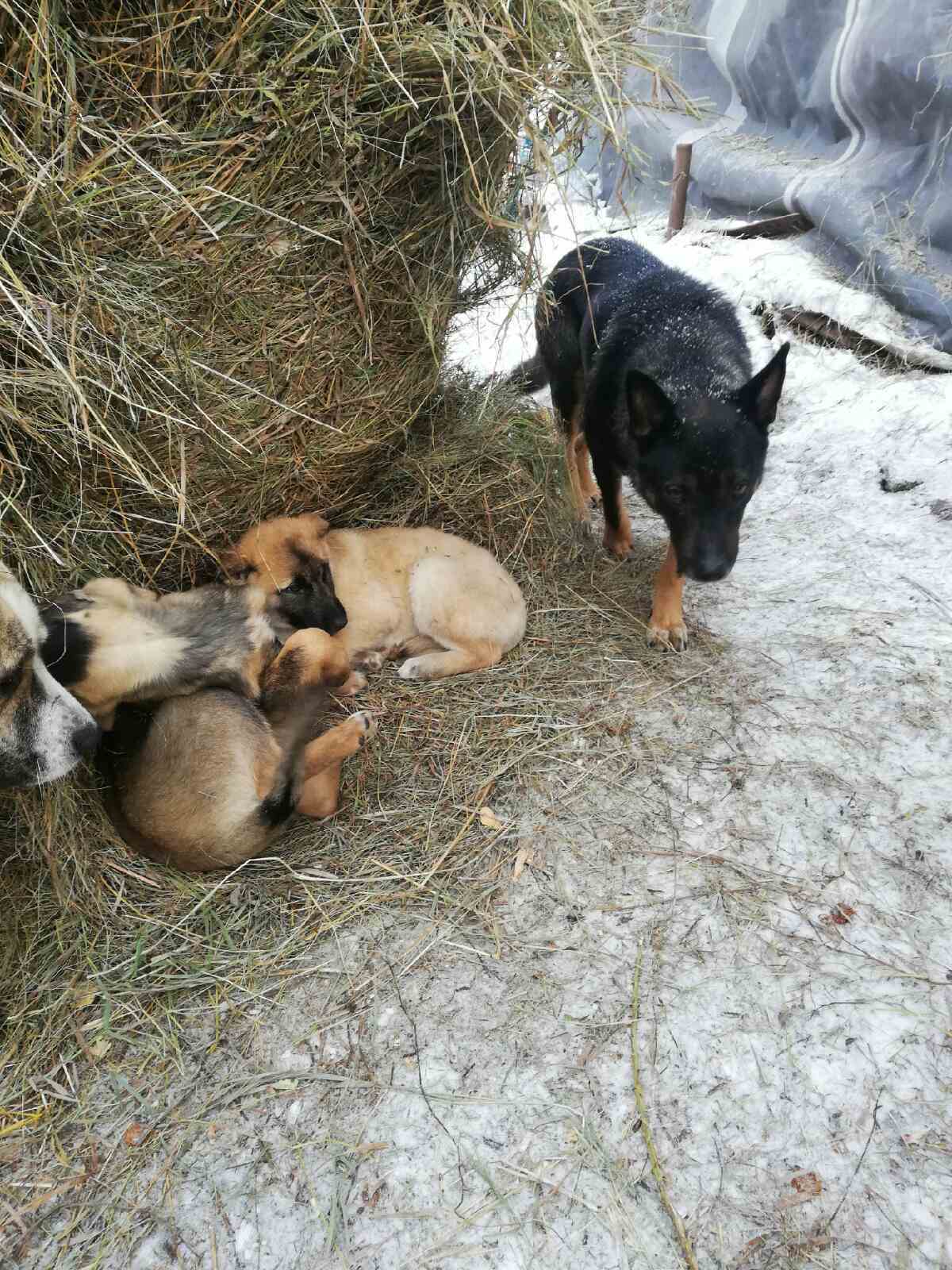 Puppies need help. Krasnoyarsk - My, Dogs and people, Help, Krasnoyarsk, No rating, Longpost, In good hands, Dog, Puppies