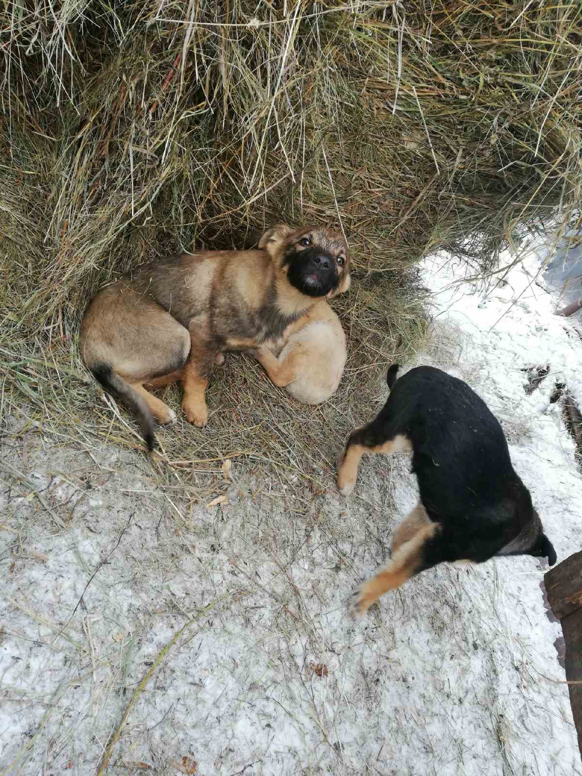 Puppies need help. Krasnoyarsk - My, Dogs and people, Help, Krasnoyarsk, No rating, Longpost, In good hands, Dog, Puppies