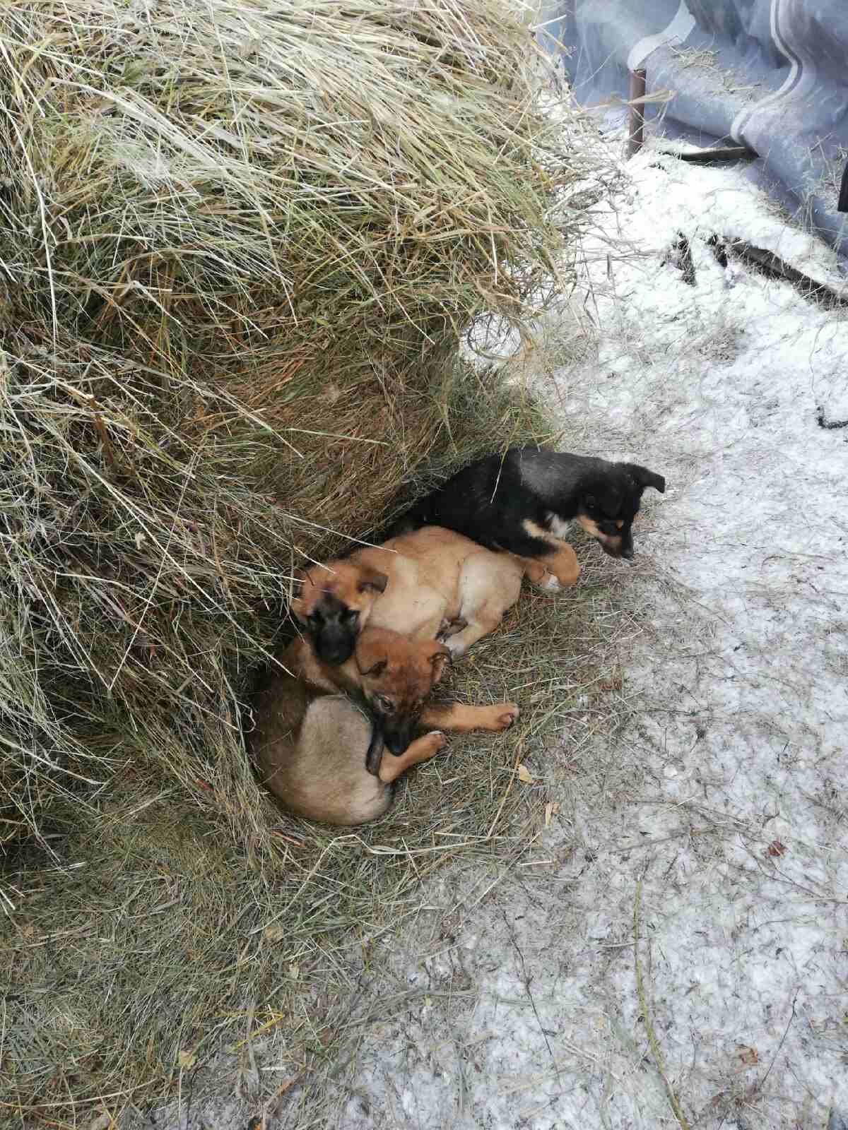 Puppies need help. Krasnoyarsk - My, Dogs and people, Help, Krasnoyarsk, No rating, Longpost, In good hands, Dog, Puppies