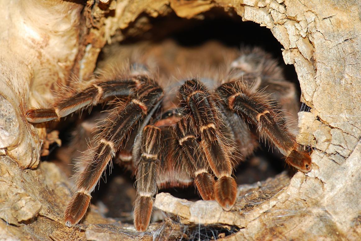 The first tarantula spider - Bird spiders, Pets, Exotic animals, Care and maintenance, Longpost