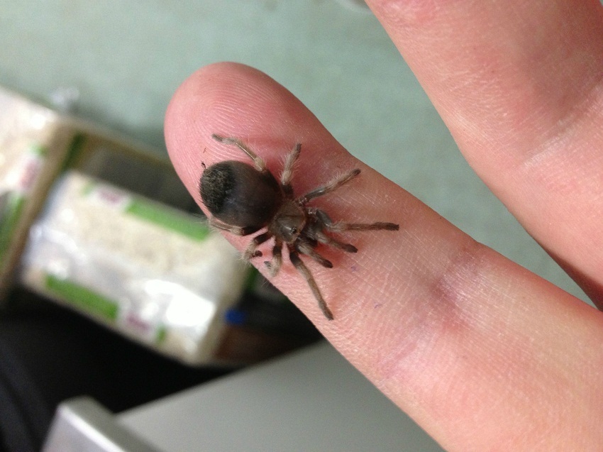 The first tarantula spider - Bird spiders, Pets, Exotic animals, Care and maintenance, Longpost