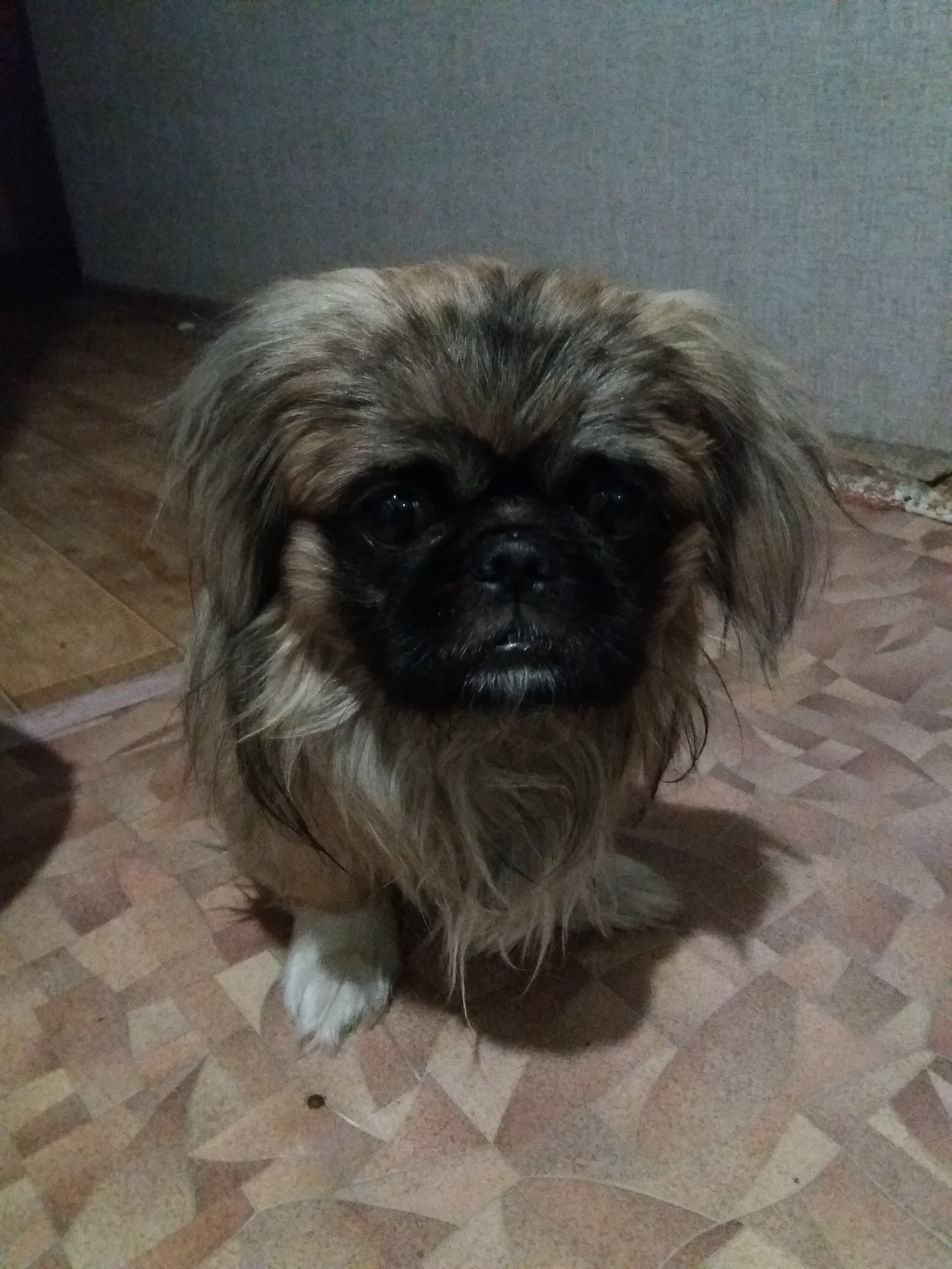 He didn't calculate his strength. - My, Pekingese, Dog, Fight, Longpost