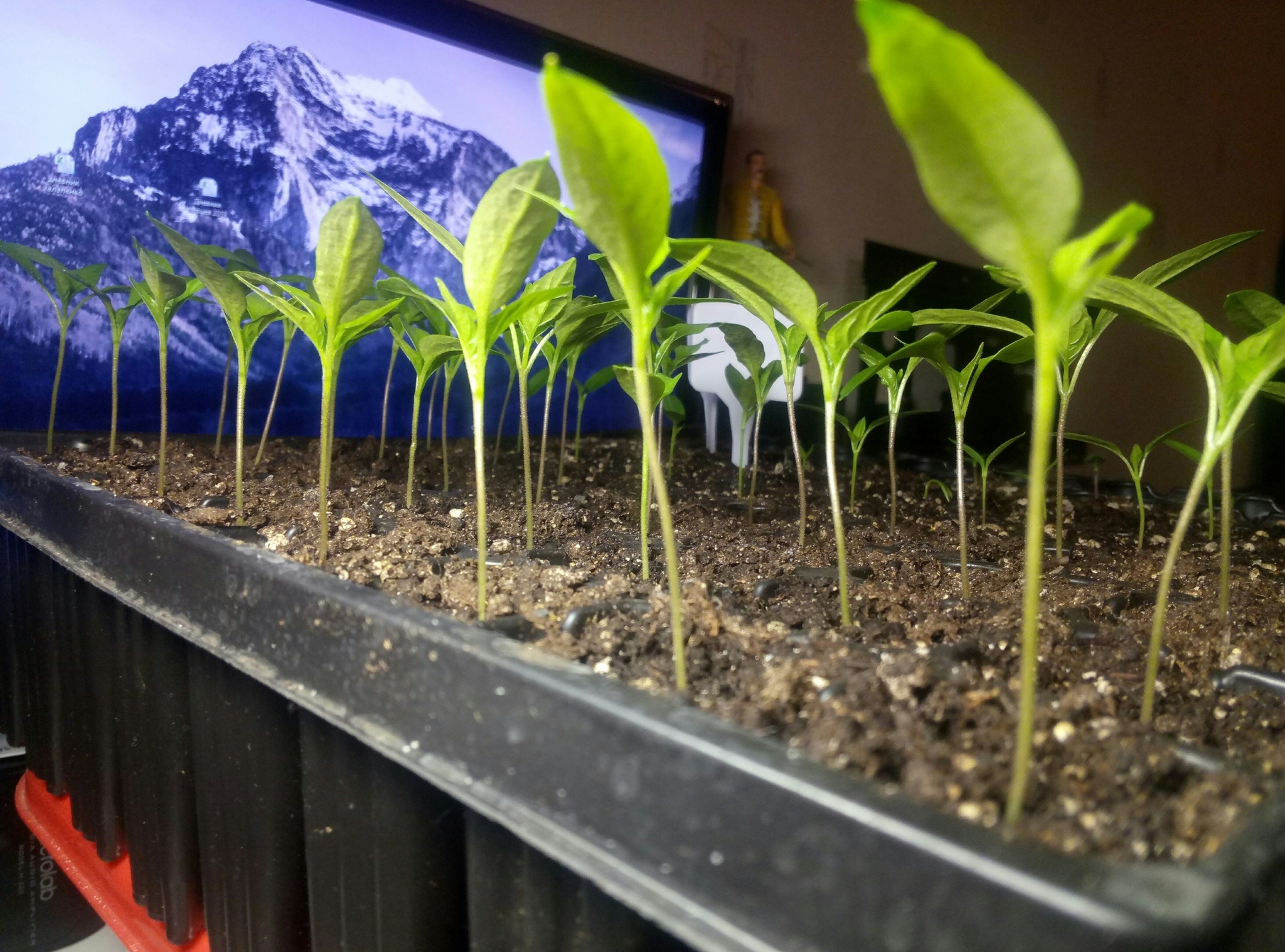 jalapeno seedlings