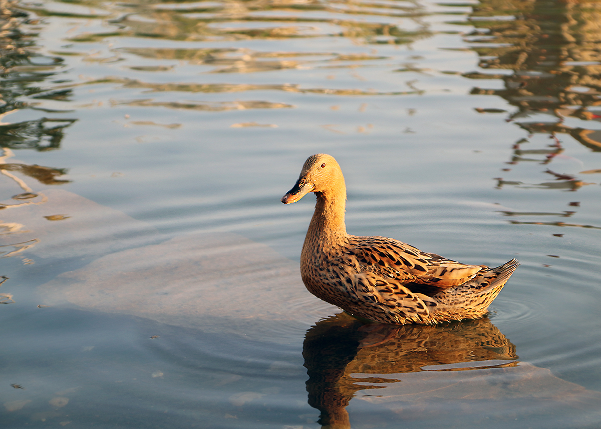 City birds - My, Birds, The photo, Ornithology, Longpost