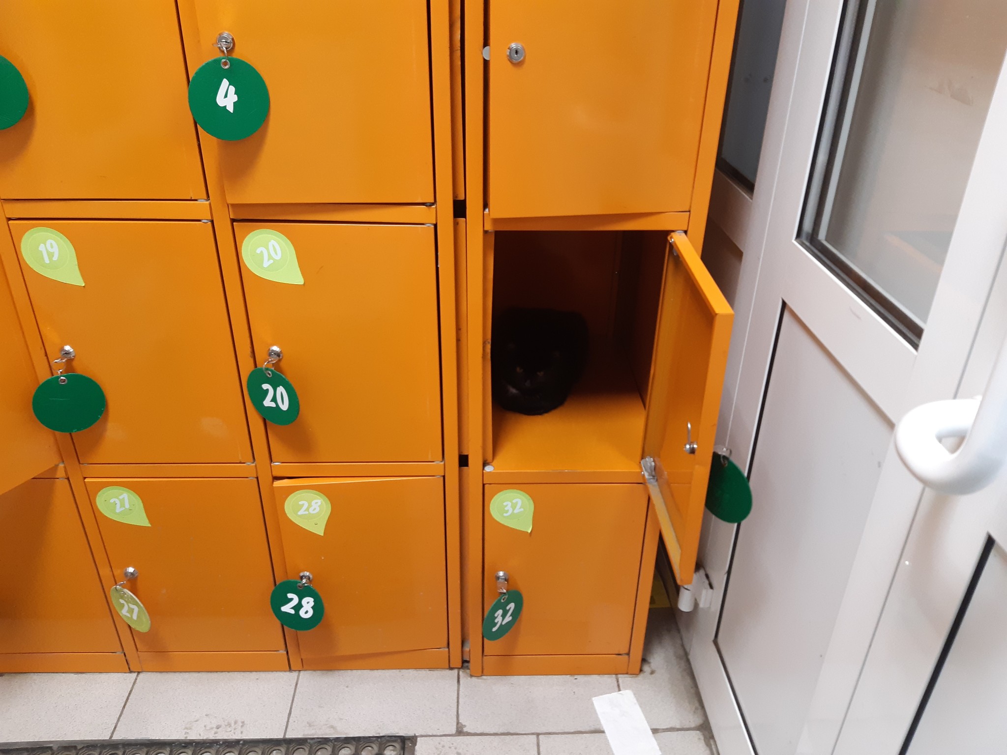 Why do they put lockers in supermarkets? - My, cat, Supermarket, Catomafia