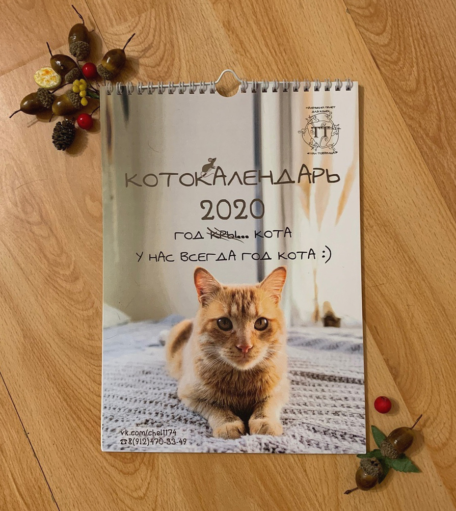 CAT calendar from the cat shelter :) - My, cat, The calendar, 2020, The photo, Chelyabinsk, Longpost