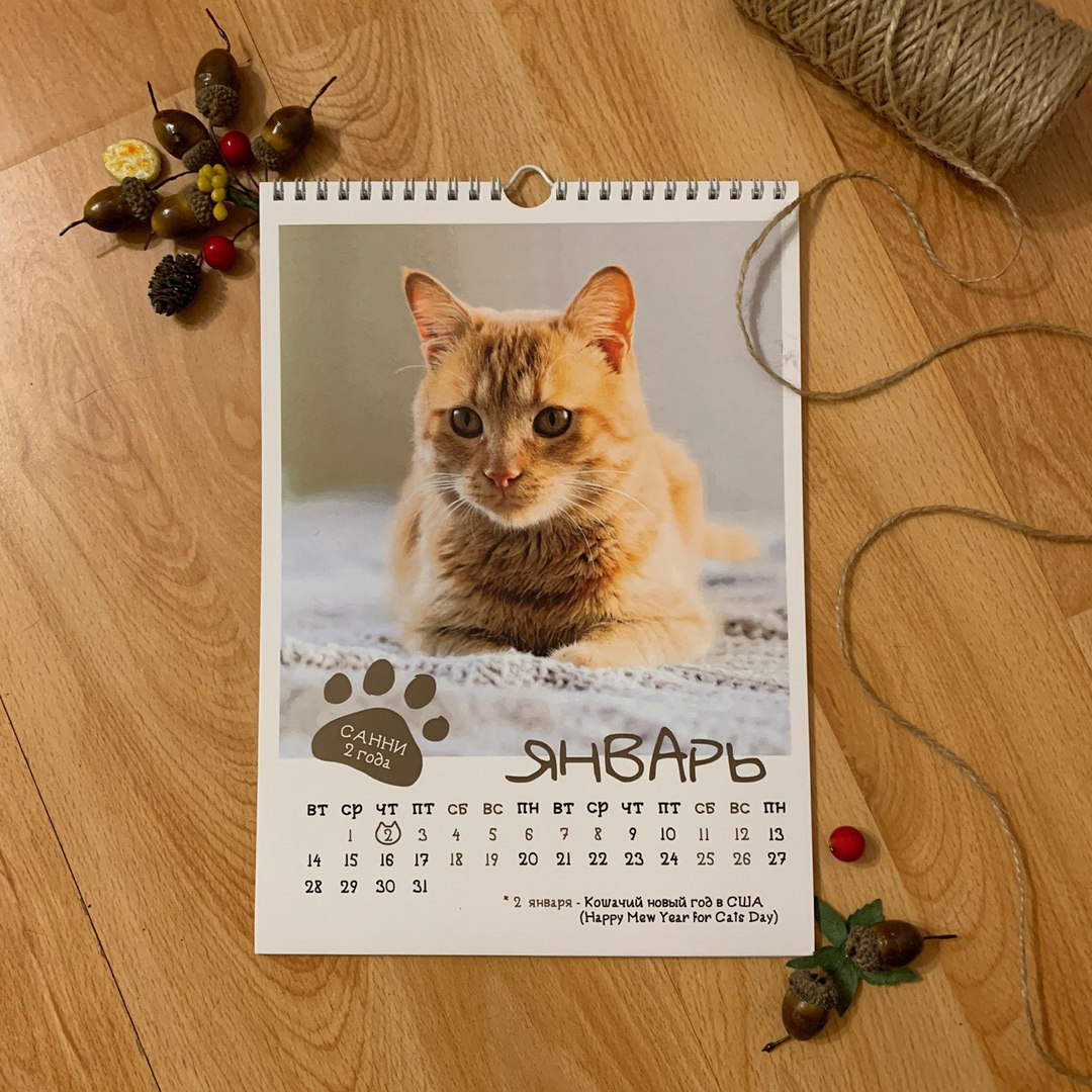 CAT calendar from the cat shelter :) - My, cat, The calendar, 2020, The photo, Chelyabinsk, Longpost