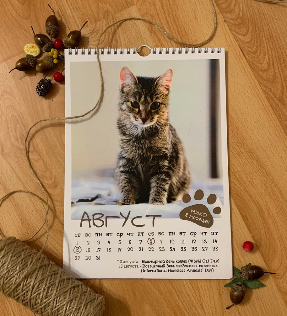 CAT calendar from the cat shelter :) - My, cat, The calendar, 2020, The photo, Chelyabinsk, Longpost