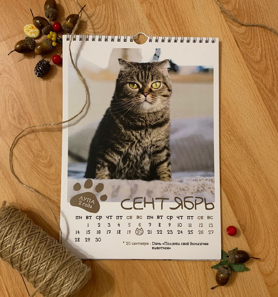 CAT calendar from the cat shelter :) - My, cat, The calendar, 2020, The photo, Chelyabinsk, Longpost