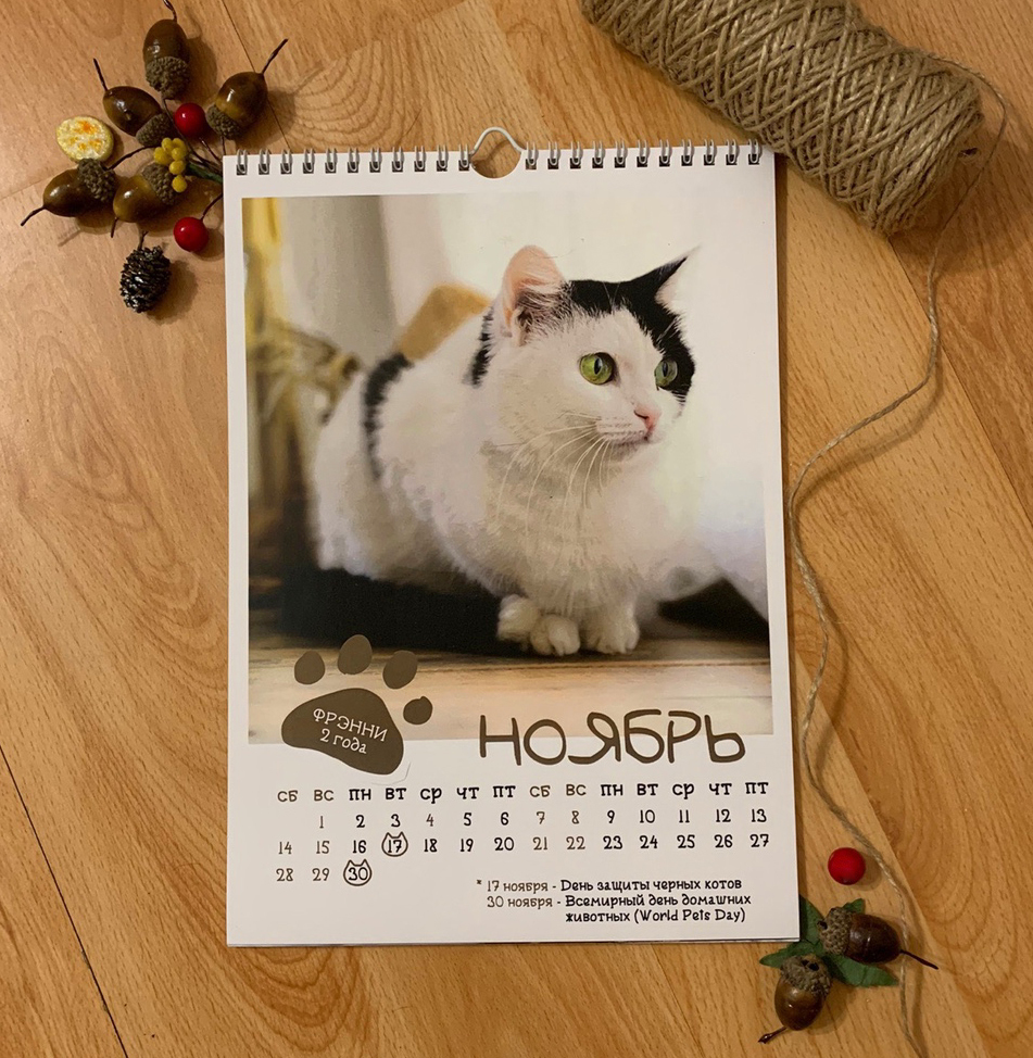 CAT calendar from the cat shelter :) - My, cat, The calendar, 2020, The photo, Chelyabinsk, Longpost