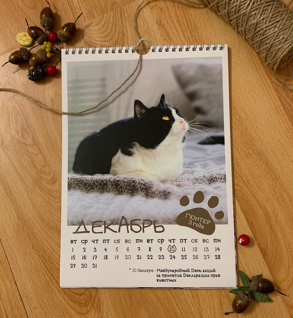 CAT calendar from the cat shelter :) - My, cat, The calendar, 2020, The photo, Chelyabinsk, Longpost