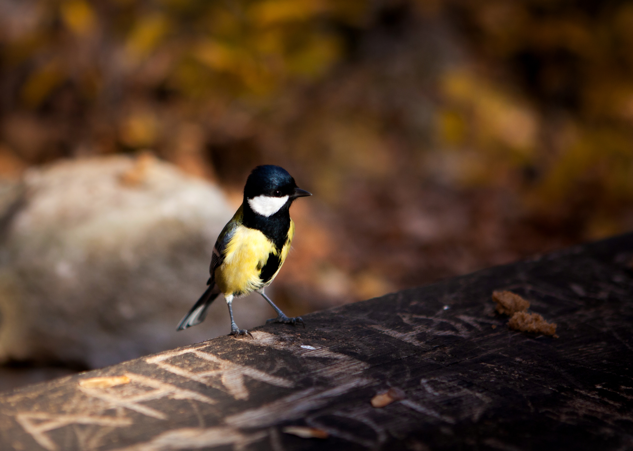 Tame tits - My, Tit, The photo, Kizil-Koba, Nature, Canon, Longpost