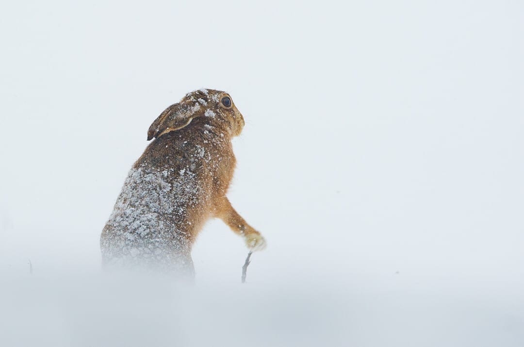 Snow bunnies. All with the first day of winter - Hare, Snow, Winter, The photo, Animals, Milota, Forest, Longpost, Hare