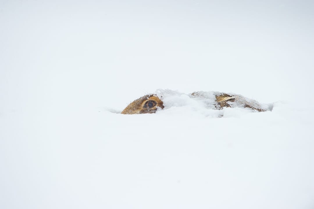 Snow bunnies. All with the first day of winter - Hare, Snow, Winter, The photo, Animals, Milota, Forest, Longpost, Hare