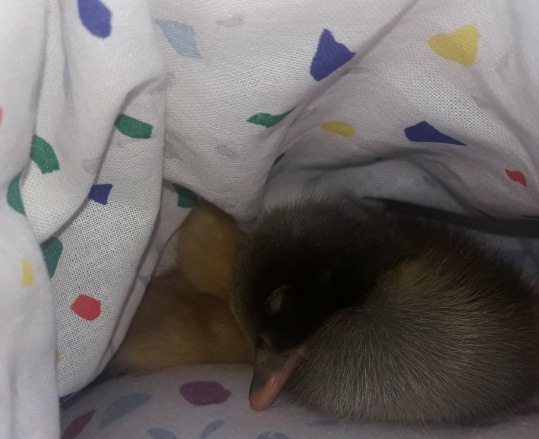 How my ducklings grew up 1h - My, Ducklings, Duck, Pets, Animals, Birds, Milota, Longpost